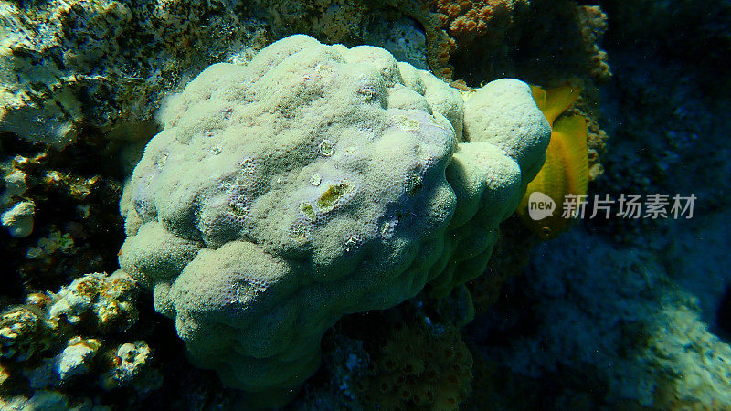 红海海底驼峰珊瑚(Porites lutea)